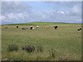 More cattle in field in DG9 8JD