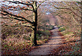 Autumn Path - Ashton in WN4 8SR