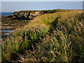 Coast path, south of Seahouses in NE68 7PA