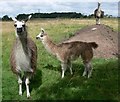 Llamas at Bosworth Mill in CV13 0RL