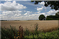 Wheat field near Undley Hall in IP27 9BY