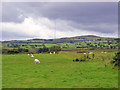 Field near Waun-aeron, Llanfyrnach in Crymych Community