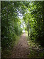 Path through the trees in TS19 0HA