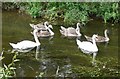 A family of swans on the River Sence in CV13 6LT