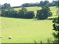Sheep Grazing in GU5 0DB