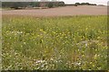 Fields near Rookery Farm in Curridge
