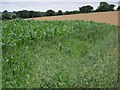 Crops near Little Shoddesden in SP11 9LW