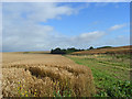 Farmland, Beckhampton in SN8 1QH