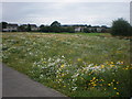 Field of Wild Flowers In Inverness in IV2 3RF