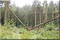 Fallen trees in Swannacott wood in EX22 6TB