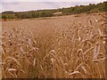 Wheat field near Ranger's Lodge Farm in SP5 3HA