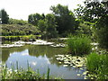 Pond at Clincton Wood Local Nature Reserve in WA8 8AY