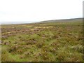 Moorland near to Dunbeath Strath in KW6 6ET