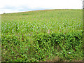 Maize crop off Bovone Lane, Tibberton in GL2 8EA