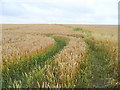Wheat to the horizon in OX10 9ES