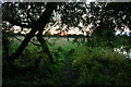 Sunset Through an Old Willow Hedge in DE72 2HL