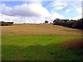 Field of oats near Cefn-du, Llanfyrnach in SA35 0DQ