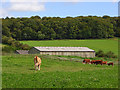 Pasture and barns, Upper North Dean in HP14 4NJ