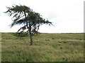 Lone tree in pasture above the Long Drag in Hexhamshire