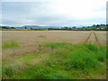 Wheat field south of Dadnor Farm in HR9 6QA