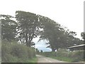 Arching trees near Bryn Bella Farm in LL58 8TH