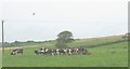 The Bryn Bella Friesian-Holstein herd being rounded for evening milking in LL58 8TH