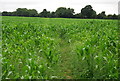 Footpath opposite the Fox & Hounds, Romney Street, through a field of corn in TN15 6YD