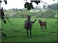 "Two-legged" mare with foal in CF5 6ND