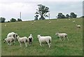 Sheep and farmland near Barwell in LE9 8HU