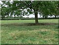 Field and tree alongside Ashby Road in LE9 8HU