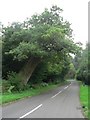 Sutton Holms: the Remedy Oak in BH21 5RF