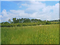 Overgrown field near Great Yeldham in CO9 4HD