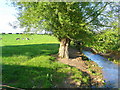 Dairy pasture by the Gamber Brook in HR2 8NH