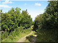 Forest track in LL22 8FW