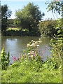 The Thames between Shillingford and Benson in OX10 8LJ