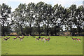 Deer enclosure on the Denham Estate in IP29 5EH