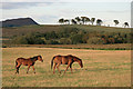 Horses near Clarilawmuir in TD7 4QA