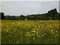 Hay Meadow in Braunstone Park in LE3 1JN