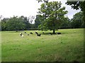 Grazing cattle near Fonthill Gifford in SP3 6TY