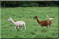 Tymparon Alpacas in CA11 0DE