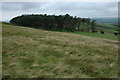 Pine trees above the Wythop valley in Bothel and Wharrels Ward
