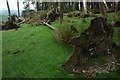 Fallen trees, Broom Fell in Bothel and Wharrels Ward