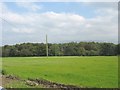 View across pasture land towards the woodland on Llandegfan Common in LL59 5PW