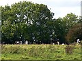 Cattle at Bincknoll Castle, near Cotmarsh, Wiltshire in SN4 8QT