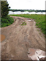 Track to polytunnels in HR1 4UA