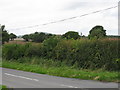 Hedgerow and fields near Wichenford in WR6 6YL
