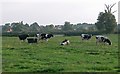 Cows north of Long Clawson in LE14 4JN