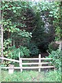 Footpath through the woods in NE46 4LE