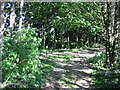 Footpath junction in the woods in CT12 4JP