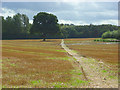 Footpath through stubble, Medmenham in SL7 2HE
